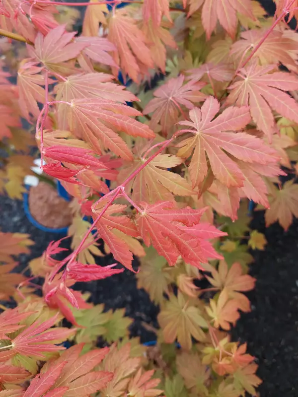 Vaahtera North Wind® - Astiataimet - AB10010011188 - 1