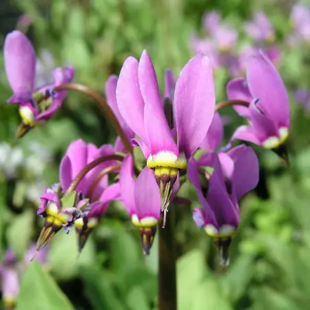 Vuorijumaltenkukka - Perennat - 6430019382578 - 1