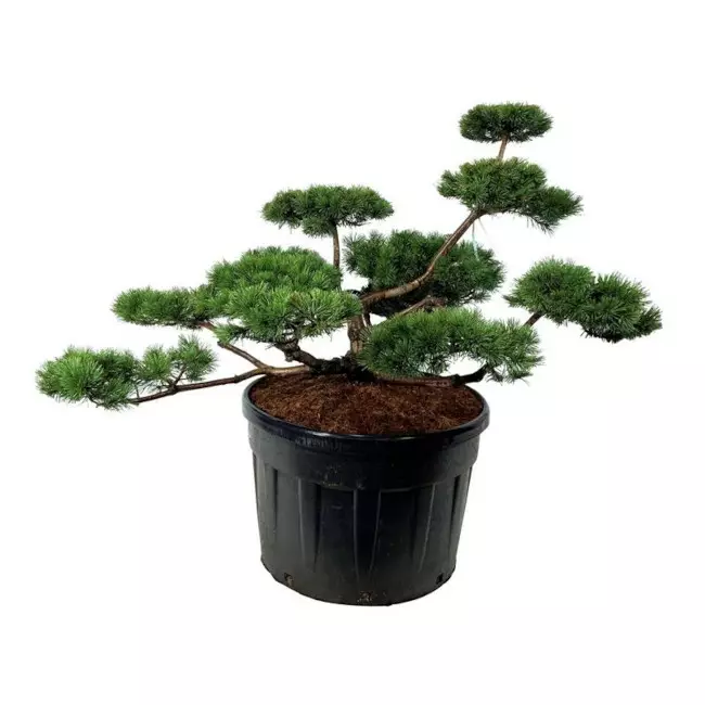Vuorimänty bonsai 100-125 - Männyt - AB10010011768 - 1