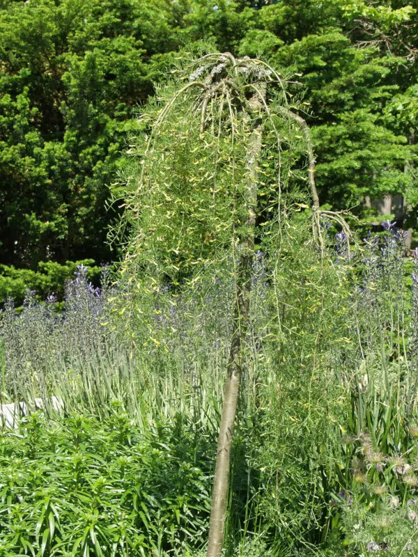 Walkerinhernepuu 150-175 cm - Riippapuut - 3940525106108 - 1