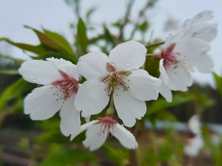 Yoshinonkirsikka 150-200 - Lehtipuut - AB10010012108 - 1