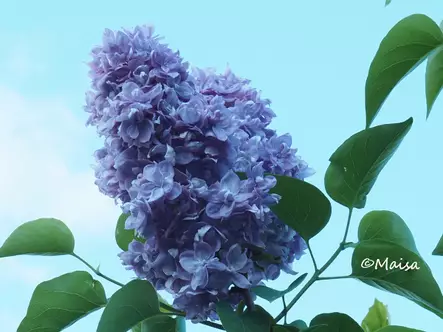 Jalosyreeni Norrfjärden runko 100 - Pikkupuut / rungolliset pensaat - AB10010010729 - 1