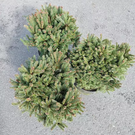 Kääpiökuusi Pygmaea 30-40 - Kuuset - AB10010012319 - 1