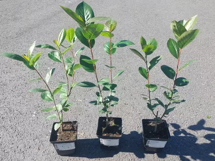 Aronia kesäaita - Astiataimet - AB10010010969 - 4