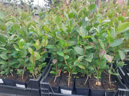 Aronia kesäaita - Astiataimet - AB10010010969 - 7