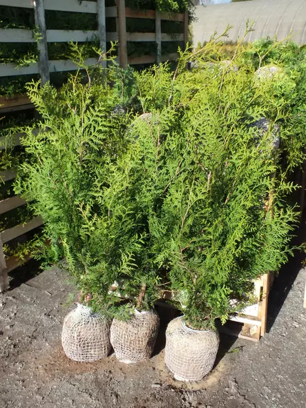 Ennakkotuija paakku Brabant 100-125 - Tuijat - AB10010010179 - 1