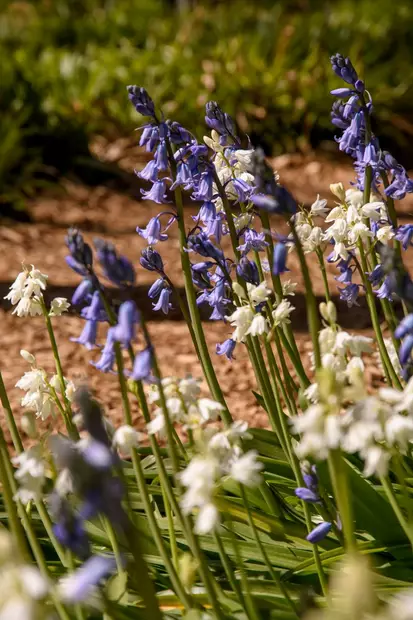 Espanjansinililja - Tulppaanit - AB10010012359 - 1