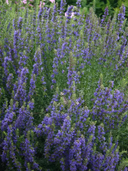 Iisoppi - Perennat - 6417481243149 - 1