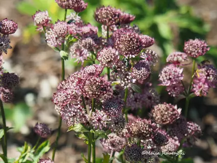 Isotähtiputki Ruby Wedding - Perennat - 6430019383889 - 1