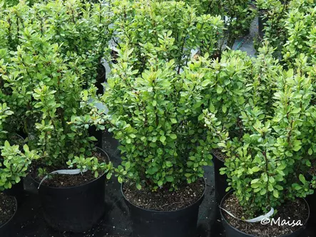 Japaninhappomarja Erecta 7,5 L - Astiataimet - AB10010011009 - 1