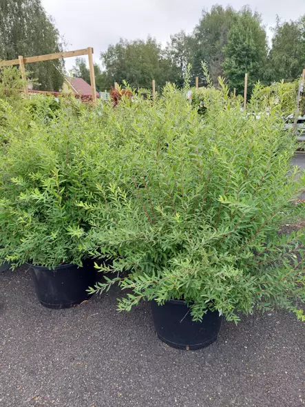 Jumbo norjanangervo - Jumbotaimet - 3940523744159 - 3