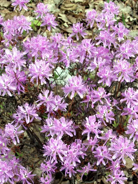 Kanadanatsalea Violetta FinE® - Atsaleat - 3941133826259 - 1