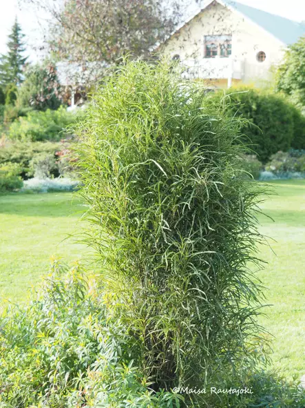 Korpipaatsama Fine Line - Astiataimet - 3940564040869 - 1