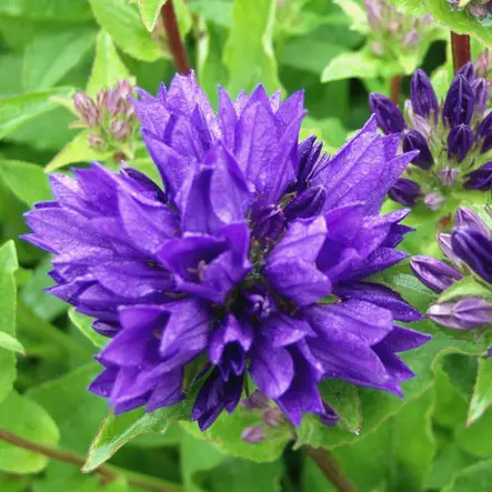 Loistopeurankello Superba - Perennat - 6417481270329 - 1