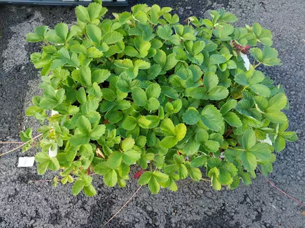 Mansikka Frida LTK 66 kpl - Mansikat - 6417189715009 - 1