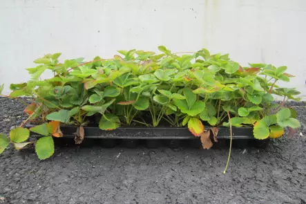 Mansikka Kaunotar FinE® LTK 66 kpl - Mansikat - AB10010011889 - 1