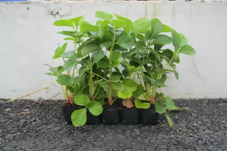 Mansikka Malwina 10 kpl kenno - Mansikat - AB10010011689 - 1