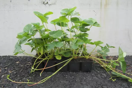 Mansikka Polka 10 kpl kenno - Mansikat - AB10010010869 - 1