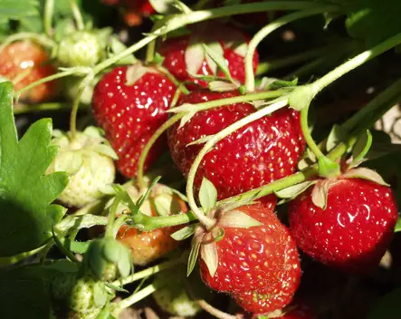 Mansikka Polka 10 kpl kenno - Mansikat - AB10010010869 - 2