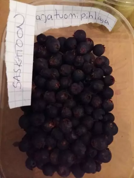 Marjatuomipihlaja - Astiataimet - 3940535351499 - 1