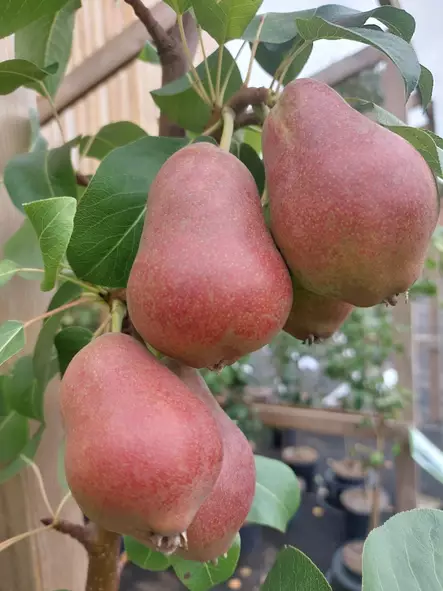 Päärynä Decora - Päärynät - AB10010011219 - 1