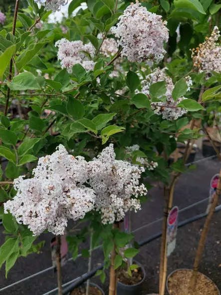 Pikkusyreeni Flowerfesta White 100 - Pikkupuut / rungolliset pensaat - AB10010010739 - 1