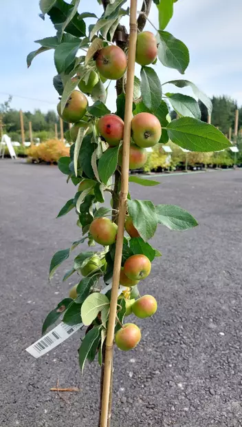 Pilariomenapuu Dzin 100-200 - Omenapuut - AB10010010689 - 1