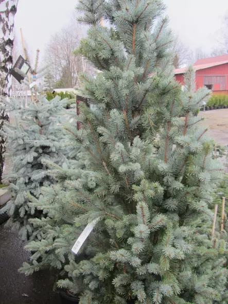 Pilarisinikuusi Iseli Fastigiate - Kuuset - 3940564051599 - 1