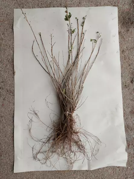 Taikinamarja aita - Avojuuriset aitakoon taimet - 3940533736649 - 2