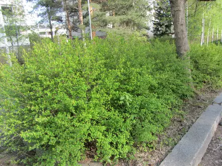 Taikinamarja aita - Avojuuriset aitakoon taimet - 3940533736649 - 1