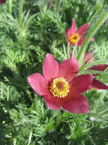 Ketokylmänkukka Rote Glocke - Perennat - 6430019380109 - 1