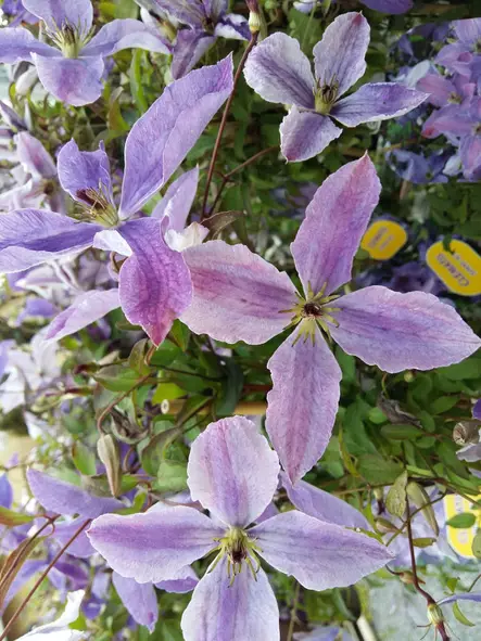 Tarhaviinikärhö Sunny Sky - Clematikset - AB10010010399 - 1