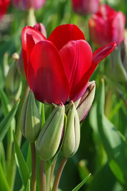 Tulppaani `Fiery Club` - Tulppaanit - AB10010011869 - 1