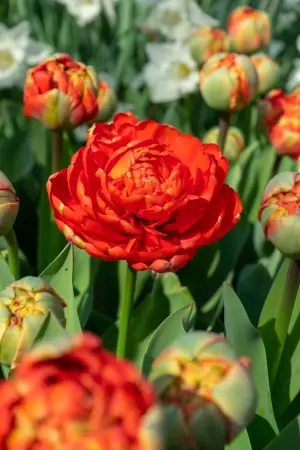 Tulppaani `Miranda` - Tulppaanit - AB10010011859 - 1