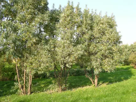 Tyrni Rudolf - Muut marjakasvit - 3940535356449 - 1