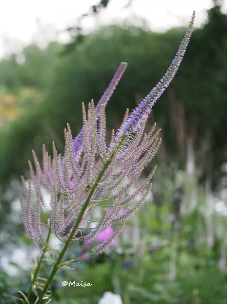 Virginiantädykkö Fascination - Perennat - AB10010010329 - 1