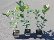 Aronia kesäaita - Astiataimet - AB10010010969 - 4