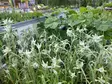Euroopanalppitähti Edelweiss - Perennat - 6430019381199 - 1