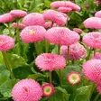 Kaunokainen Rominette Pink - Perennat - 6430019384039 - 1