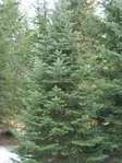 Lännenpihta FinE® 5 L - Pihdat - AB10010012089 - 1