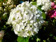 Pallohortensia Strong Annabelle© - Astiataimet - AB10010010909 - 1