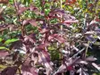 Purppuraomenapuu Musta Rudolf 150-200 - Koristeomenapuut - AB10010011229 - 1