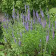 Rantatädyke - Perennat - 6417481277069 - 1