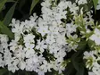 Syysleimu Early White - Perennat - 6417481281219 - 1