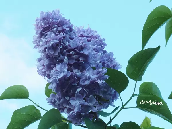 Jalosyreeni Norrfjärden runko 100 - Pikkupuut / rungolliset pensaat - AB10010010729 - 1