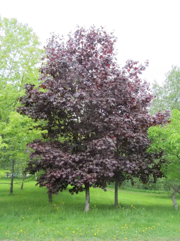 Hurmevaahtera Faassen's Black - Lehtipuut - AB10010011879 - 1