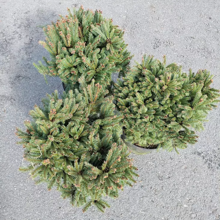 Kääpiökuusi Pygmaea 30-40 - Kuuset - AB10010012319 - 1