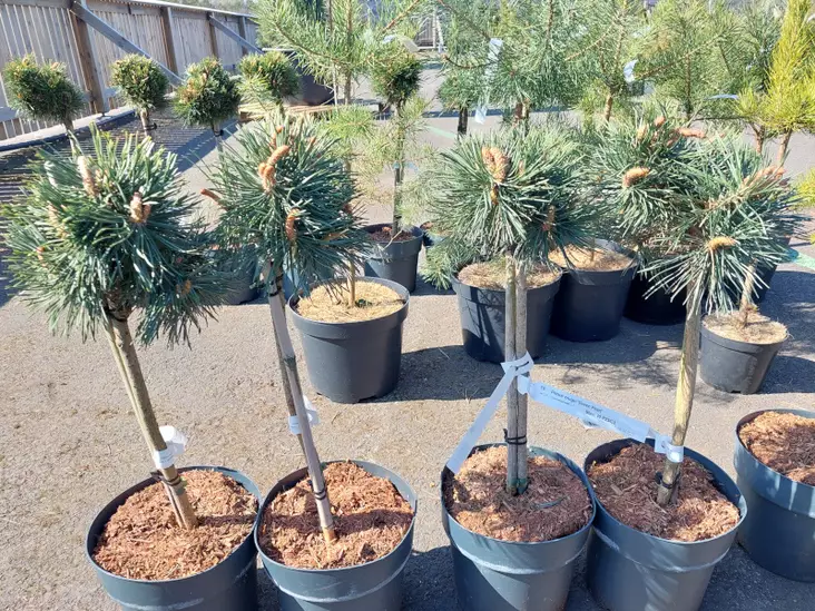 Kääpiövuorimänty Green Pearl runko 40 - Männyt - AB10010012369 - 1