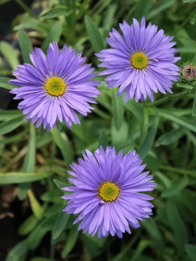 Alppiasteri Goliath - Perennat - 6417481270039 - 1