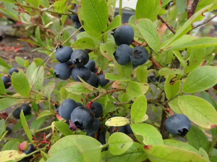 Arnenmustikka Aino - Mustikat - AB10010012259 - 1